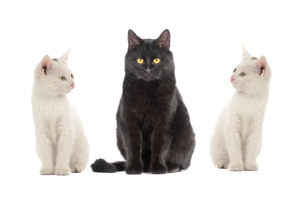 Bílé Kočky Černá Kočka Izolované Bílém Pozadí — Stock fotografie