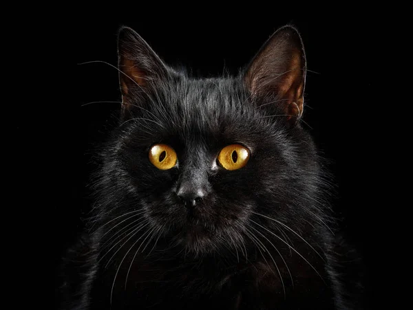 Porträt Einer Schwarzen Katze Auf Schwarzem Hintergrund — Stockfoto