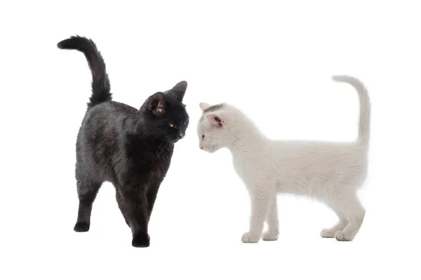 白猫和黑猫发现它们之间的关系是在白色背景下隔离的 — 图库照片