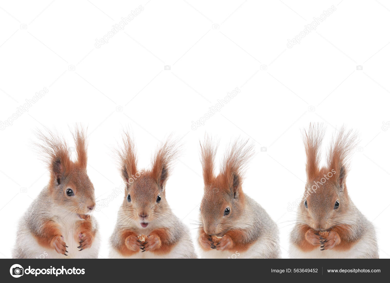 Four Squirrels Eat Hazelnuts Isolated White Background Stock Photo by ©bazil 563649452