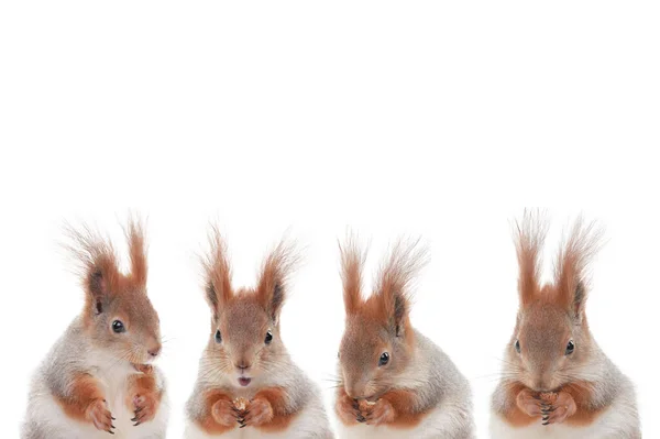 Quatre Écureuils Mangent Des Noisettes Isolées Sur Fond Blanc — Photo
