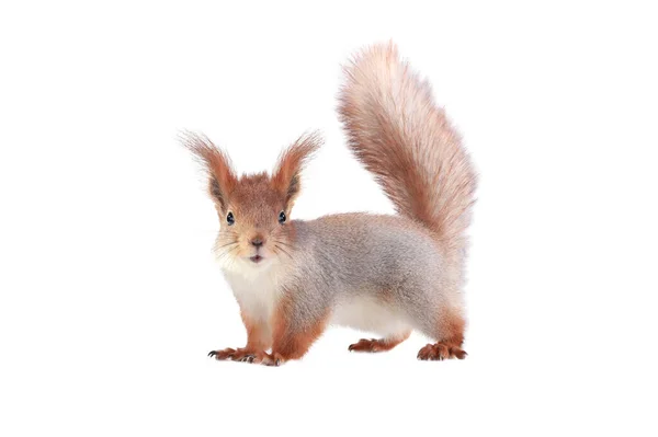 Eichhörnchen Mit Erhobenem Schwanz Isoliert Auf Weißem Hintergrund — Stockfoto