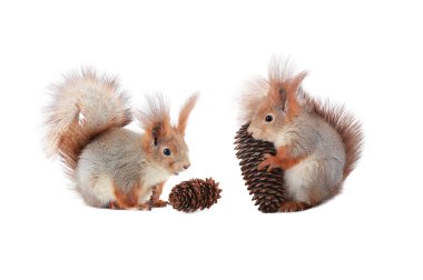 squirrels two squirrels with fir cone isolated on white background