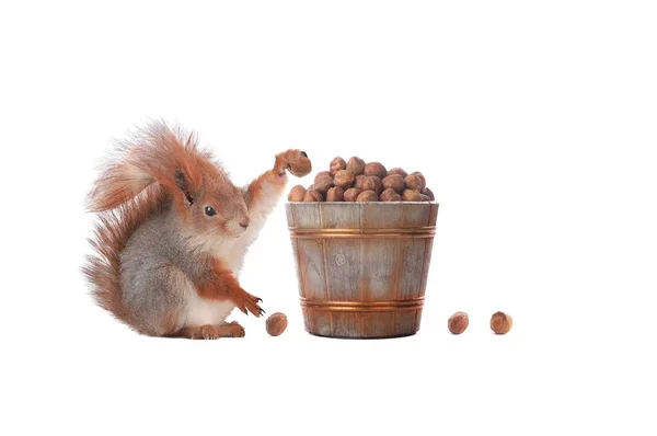 Squirrel Picking Hazelnuts Big Bucket Isolated White Background — Stockfoto