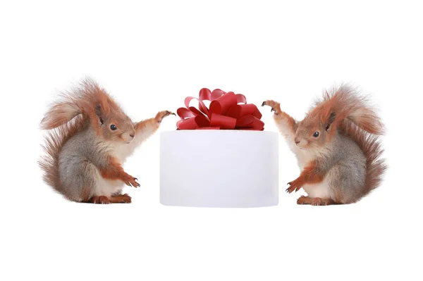 Zwei Eichhörnchen Der Nähe Großes Geschenk Isoliert Auf Weißem Hintergrund — Stockfoto