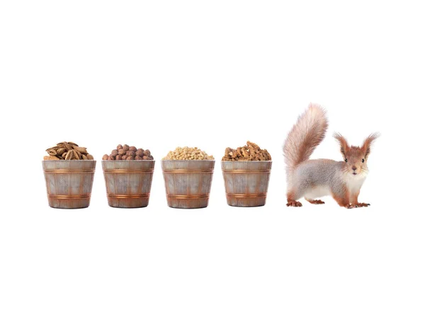 Squirrel Background Variety Nuts Isolated White Background — ストック写真