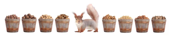 Squirrel Background Variety Nuts Isolated White Background — Stockfoto