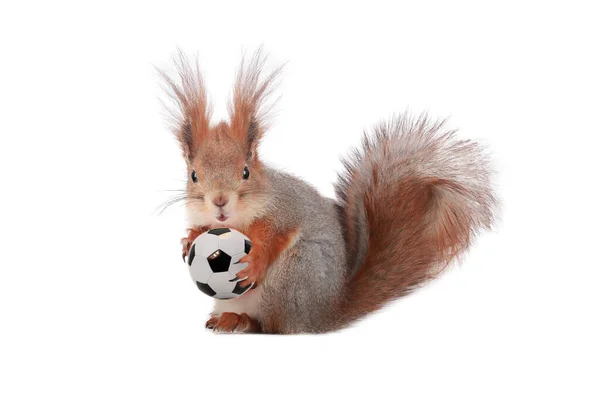 Eichhörnchen Hält Fußball Isoliert Auf Weißem Hintergrund — Stockfoto