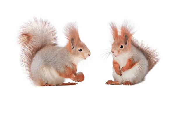 Two Squirrel Holding Hazelnut Paws Isolated White Background — Photo