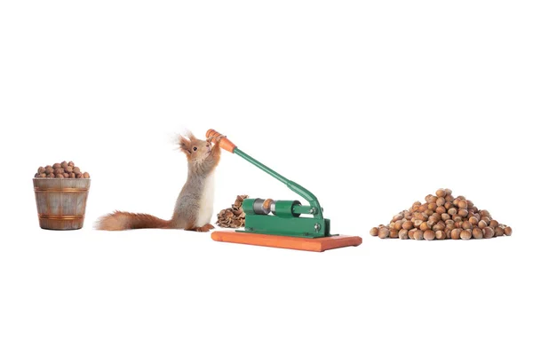 Eichhörnchen Bereitet Nüsse Für Den Winter Isoliert Auf Weißem Hintergrund — Stockfoto