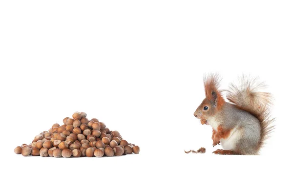 Squirrel Sneaks Nuts Eat Isolated White Background — Stockfoto