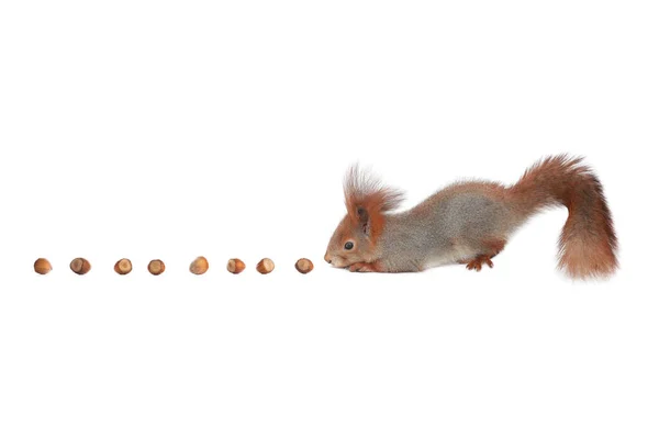 Squirrel Sneaks Nuts Eat Isolated White Background — Stockfoto