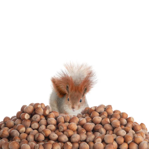 Squirrel Looks Lot Hazelnuts Isolated White Background — Fotografia de Stock
