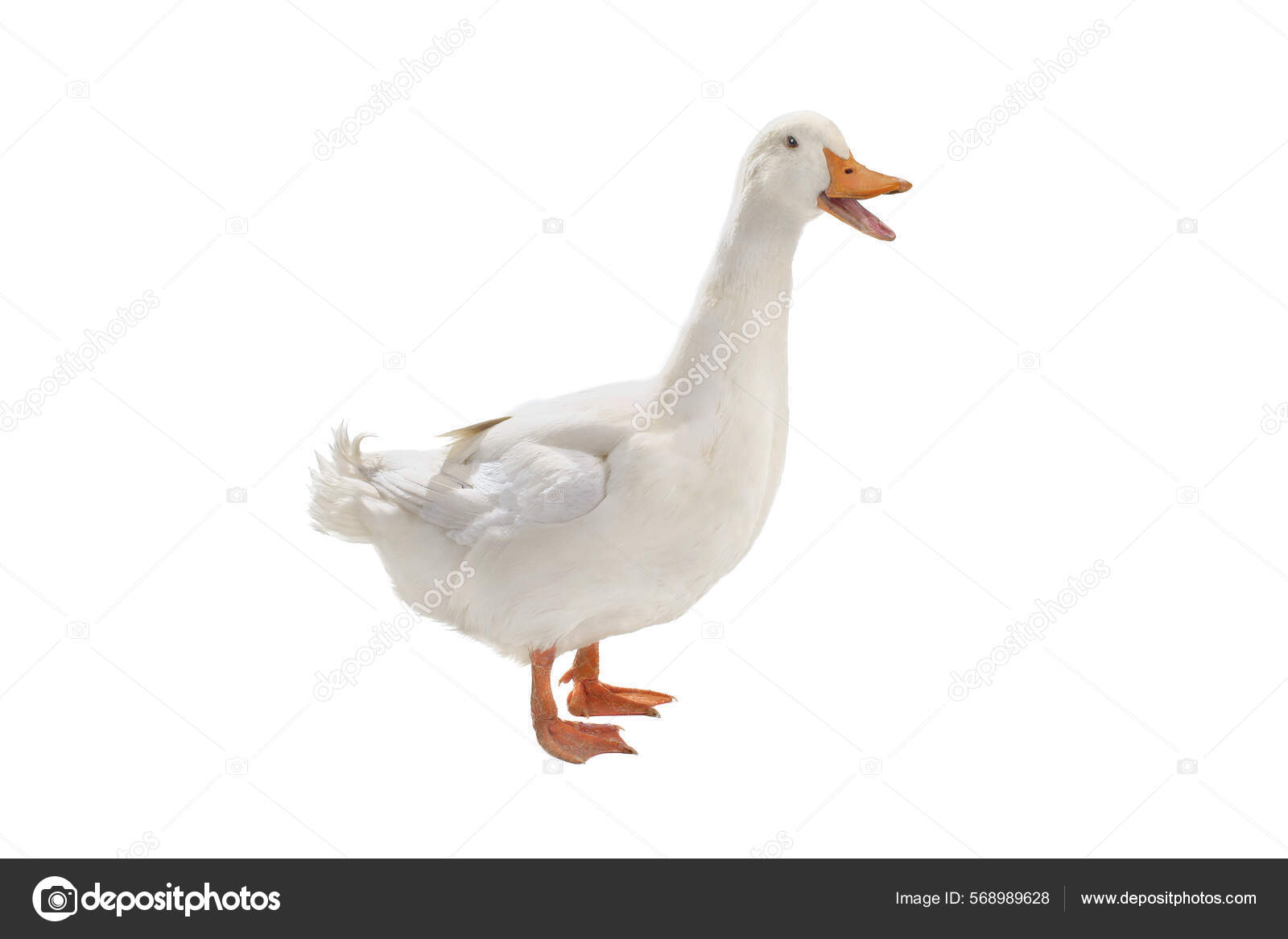 Duck Open Mouth Isolated White Background Stock Photo by ©bazil 568989628