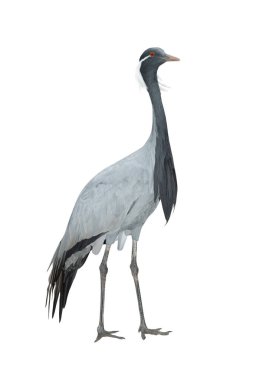 Turna (antropoides virgo) beyaz arkaplanda izole