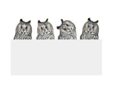 Beyaz arkaplanda izole edilmiş bir yazı için kenarı olan dört bilge baykuş.