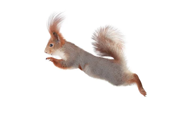 Squirrel Jump Isolated White Background — Stock Photo, Image