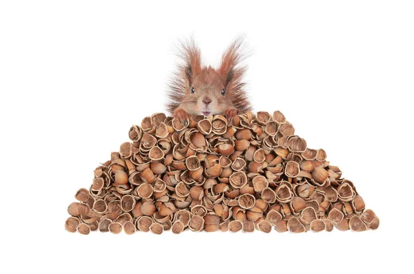 Eichhörnchen Und Nussschale Isoliert Auf Weißem Hintergrund — Stockfoto
