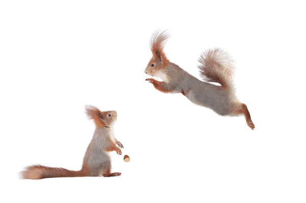 Esquilo Surpreso Olhando Para Esquilo Salto Isolado Fundo Branco — Fotografia de Stock