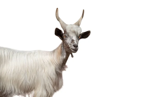 Kozy Kozy Girgentana Izolowane Białym Tle — Zdjęcie stockowe