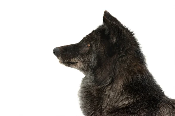 Πορτρέτο Του Καναδικού Μαύρου Λύκου Απομονωμένο Λευκό Φόντο — Φωτογραφία Αρχείου