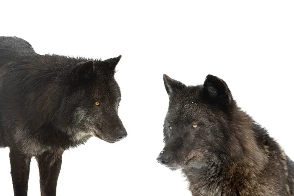 Dois Retratos Lobo Canadense Isolado Sobre Fundo Branco — Fotografia de Stock