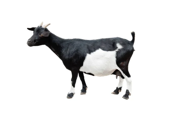 Schwarze Und Weiße Ziege Isoliert Auf Weißem Hintergrund — Stockfoto