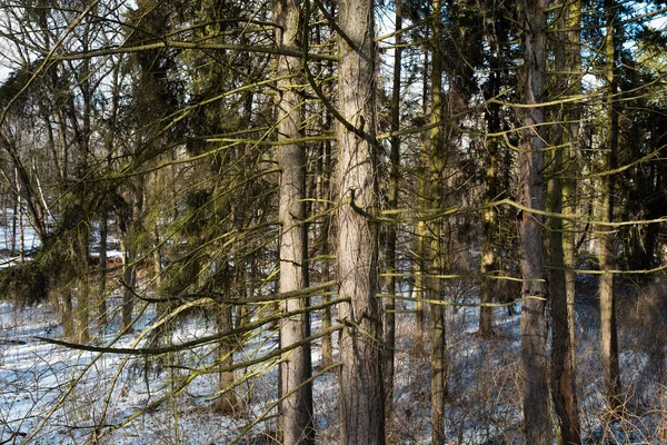 Old Spruce Background Winter Day — Stockfoto