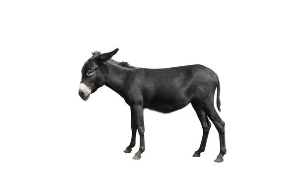 Burro Preto Isolado Fundo Branco — Fotografia de Stock