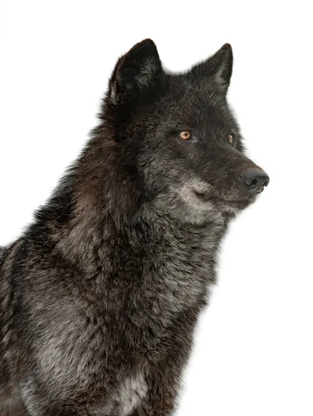 Canadense Lobo Negro Isolado Fundo Branco — Fotografia de Stock
