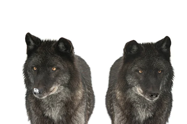 Deux Loups Noirs Canadiens Isolés Sur Fond Blanc — Photo