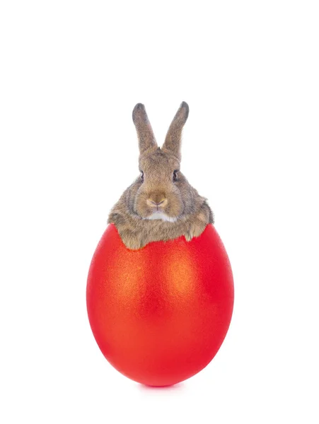 Kaninchen Hinter Einem Roten Ostergeschichte Isoliert Auf Weißem Hintergrund — Stockfoto