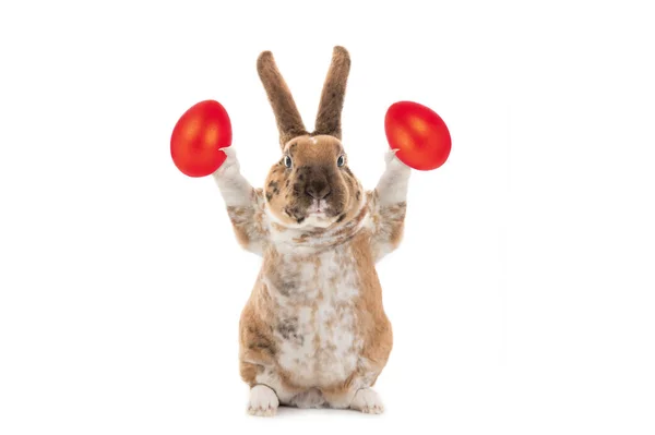 Великодній Кролик Тримає Святкові Яйця Ізольовані Білому Тлі — стокове фото