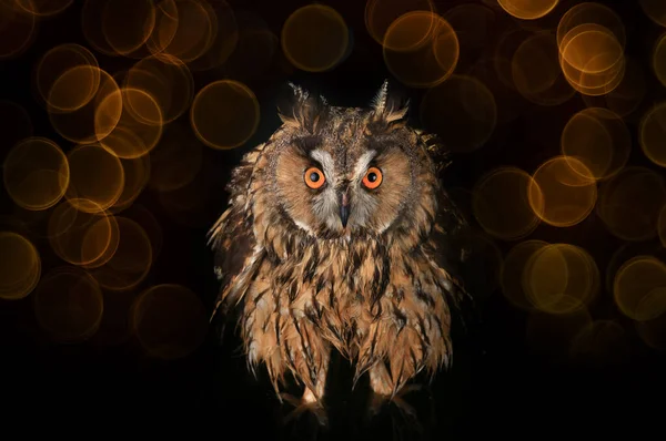 owl standing in the water at night in the swamp