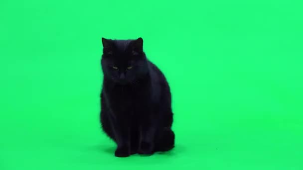 Chat Noir Lèche Lavis Laine Sur Écran Vert Studio — Video