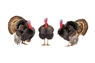 Beyaz arka planda izole edilmiş bronz hindiler. 1.5 yıl, ağırlık 12 kilogram..