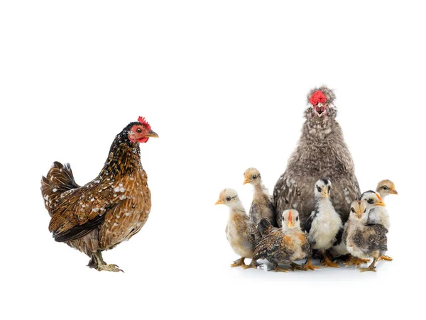 Beyaz Bir Arka Planda Küçük Tavukları Olan Şarkı Söyleyen Horoz — Stok fotoğraf