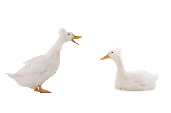 Dos Patos Blancos Aislados Sobre Fondo Blanco — Foto de Stock