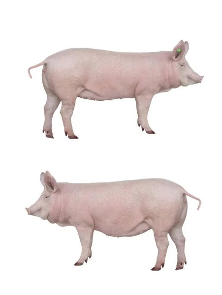 Deux Gros Cochon Isolé Sur Fond Blanc — Photo