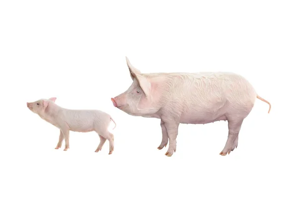 Big Pig Piglet Isolated White Background — Stock Photo, Image