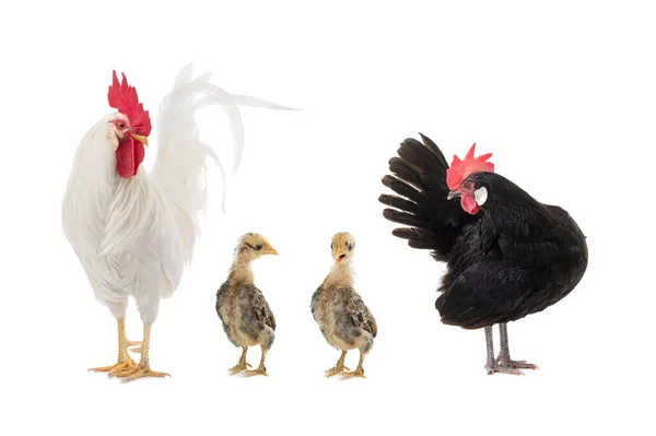 Tavuk Horozlar Beyaz Arka Planda Izole Edilmiş Küçük Piliçler — Stok fotoğraf