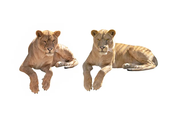 两只被白色背景隔离的母狮 — 图库照片
