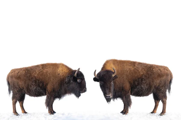 Dos Bisontes Nieve Aislados Sobre Fondo Blanco —  Fotos de Stock