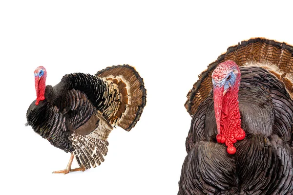 Bronze Turkey Isolated White Background Year Weight Kilograms — Stock Photo, Image