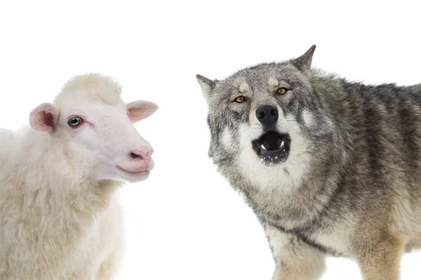 Λύκος Και Πρόβατα Πορτρέτο Απομονώνονται Λευκό Φόντο — Φωτογραφία Αρχείου
