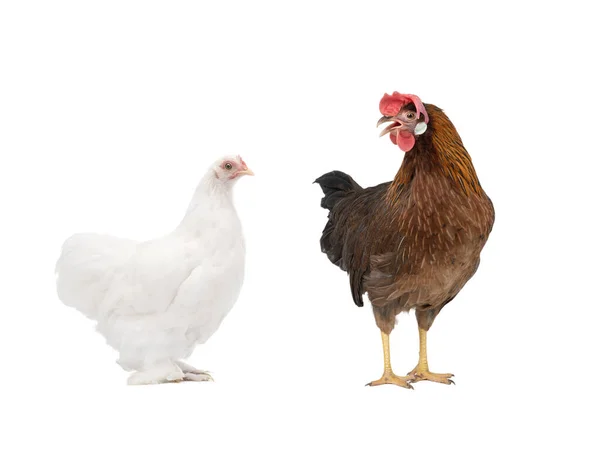 Две Курицы Белом Фоне — стоковое фото
