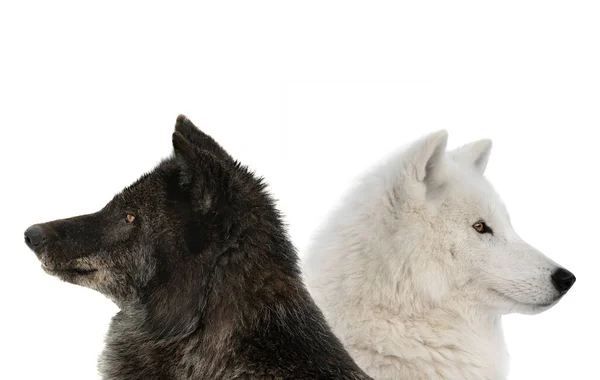 在白色背景下被隔离的加拿大狼和极地狼 — 图库照片