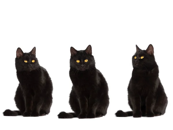 Tres Sentado Gato Negro Con Ojos Amarillos Aislados Sobre Fondo — Foto de Stock