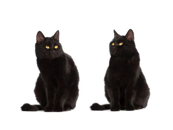 Two Sitting Black Cat Yellow Eyes Isolated White Background — Stock Photo, Image