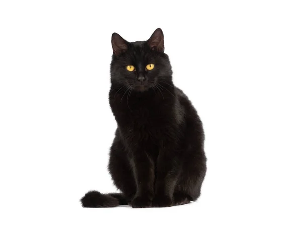 坐在那里的黑猫 黄眼睛 白色背景隔离 — 图库照片